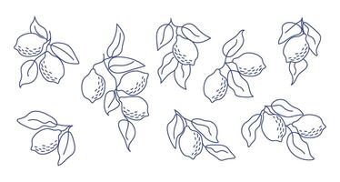 Set of hand-drawn lemon branches in minimal line art style. Perfect for modern aesthetics, botanical designs, kitchen decor, packaging, fabric patterns, summer-themed projects vector