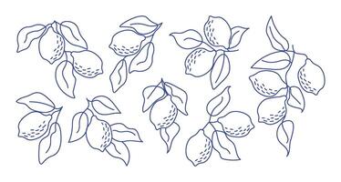 Set of hand-drawn lemon branches in minimal line art style.Perfect for modern aesthetics, botanical designs, kitchen decor, packaging, fabric patterns, summer-themed projects vector
