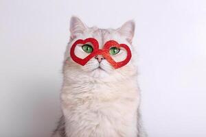Portrait of a beautiful white cat in a red mask in the form of hearts photo