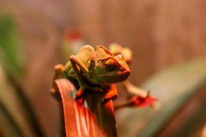 beautiful lizard, Chamaeleonidae on a branch photo