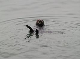 Sea Otter On Back In Water Eating photo
