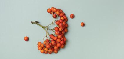 Flat lay with rowan berries top view, copy space on pastel green background photo