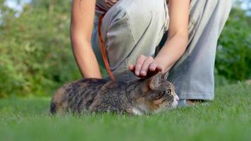 Scared cat first nature walk on leash, extremely stressed and fearful. Owner stroking comforting pet video