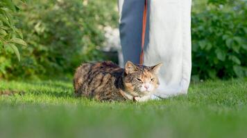 First time cat walk in nature adaptation, getting used to outside world on harness with nervous mood video