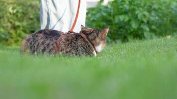 Owner gently pets stressed cat on walk in grass, nervous feline first walk in leash harness video