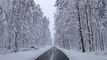 snowy road shown in the middle of a forest video