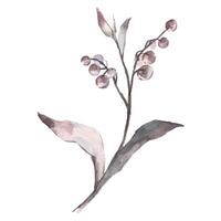 Hand Painted Watercolor Flower Illustration Floral Element on White Background vector
