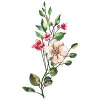 Delicate Watercolor Blossoms Design Element with Foliage on White Background vector