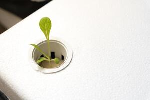 Hydroponic Seedlings Growing in Soilless Indoor Farming System. Young seedlings sprouting through a white foam board in a hydroponic system. Organic produce, and future food systems. Copy space. photo