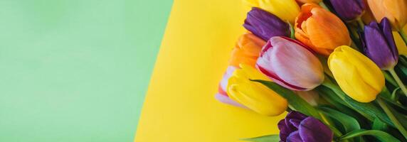tulips on a yellow-green background. the view from the top. with space for text. Horizontal wide photo subtitle, cover. copy-space