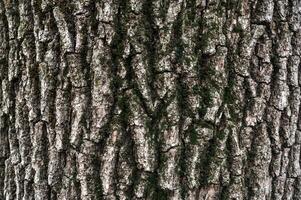 bark of old deciduous tree close-up. texture. abstract background photo
