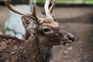 portrait of a male deer with horns in the zoo enclosure photo