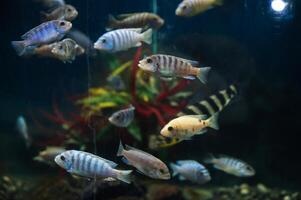 several fish in a large aquarium, colorful underwater seascape photo