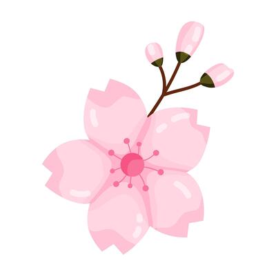 Single Pink Cherry Blossom with Buds