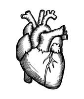 Detailed hand drawn anatomical illustration of a human heart vector