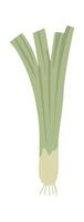 Spring onion vegetable with long green leaves and white bulb, isolated on white background, representing healthy eating, organic farming, and culinary ingredients vector