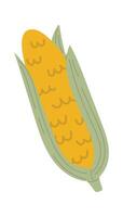 Ripe ear of corn with kernels showing, still partially covered by green leaves, offering a simple yet vibrant depiction of this popular vegetable vector