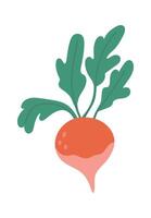 Colorful illustration of a beet with green leaves isolated on white background, depicting the concept of healthy eating and promoting fresh, locally sourced produce vector