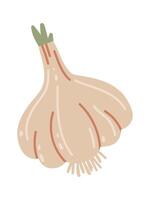 Hand drawn illustration of a whole garlic bulb with roots and a green sprout growing from the top, isolated on a white background, representing healthy eating, cooking, and natural remedies vector