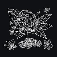 A hand-drawn sketch of cocoa beans in black ink, a design in the style of sketches, made in the style of ancient doodles, engraved with a pen on wrapping paper. Close-up view. vector