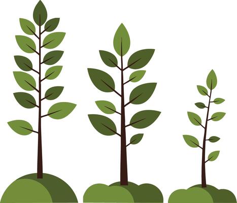Young tree growth stages showing development from seedling to mature plant with green leaves and brown stems illustration