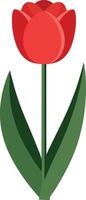 Red tulip flower with green leaves simple illustration for spring garden decoration and floral design elements vector