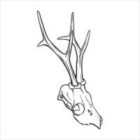 Deer skull with antlers. ink sketch illustration of bones animal in Black and White. Simple art design, elegant, modern, decorative vector
