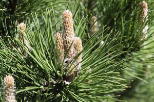 Pine buds in the spring. Bloomed pine branches. photo