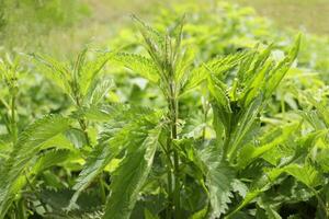 Stinging nettle, medicinal plant used as bleeding, diuretic, antipyretic, wound healing, antirheumatic agent. Nettle with fluffy green leaves. photo
