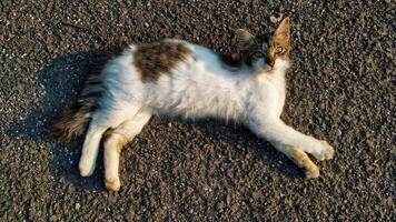 A cat laying on the ground in the street photo