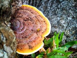 Wild mushroom with brown and yellow color photo