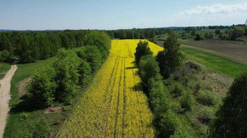Aerial view of a vibrant yellow flower field bordered by green trees and farmland. The landscape features a clear blue sky, winding dirt path. Resort and eco-lodge promotional, Nature documentaries video