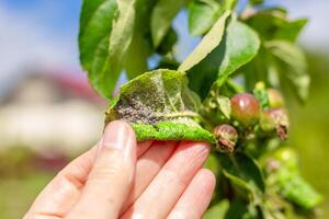 Hand holding a curled green apple leaf with a colony of aphids and unripe fruits on the tree. Insect pests of garden plants and trees. photo