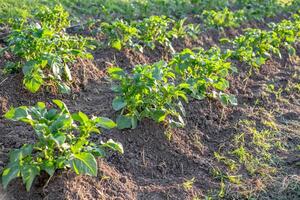 Agricultural field with rows of potatoes covered with earth. Growing vegetables in a vegetable garden. photo