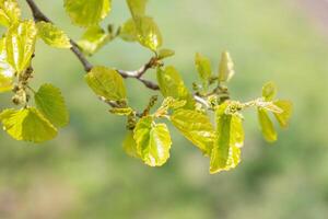 Mulberry ripens on a tree branch on a spring day, blurred soft background of greenery. photo