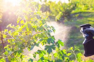 Spraying a currant bush against insects, pests and diseases using a sprayer. Pest control of garden plants photo