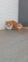 ginger cat with a toy with feathers on a wire sits on the floor at home. games with pets. mobile photo