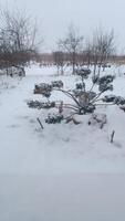 Juniper bush with niwaki formation spreads out in the yard of a rural house on a winter snowy day. mobile photo