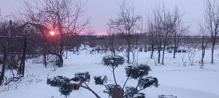Juniper bush with niwaki formation spreads out in the yard of a rural house on a winter snowy day. mobile photo. photo