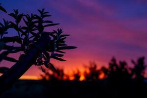 Silhouettes of tree branches stand out against the deep purple and orange sunset sky, creating a serene atmosphere photo