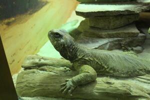 Uromastyx aegyptia Close-up of a gray lizard of the Agamaceae family photo