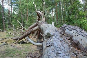 Deforestation. A fallen tree in the forest. Clearing diseased trees in the forest. Wood Care Concept photo