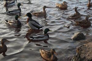 A flock of ducks rests on the water. Migratory birds in autumn photo