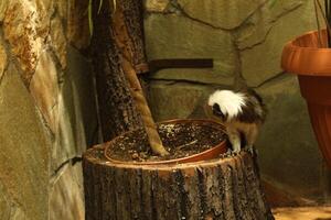A monkey of the Tamarin breed eats vegetables on the floor of an enclosure in a zoo photo
