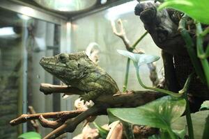 Gray chameleon porcus close-up looking into the frame photo