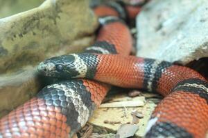 Lampropeltis triangulum sinaloae is a close-up of a snake with red and black stripes. Poisonous dangerous snakes photo