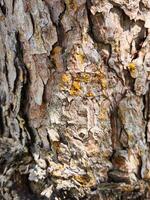The bark of a tree is covered in yellow spots. The bark is rough and has a lot of texture photo