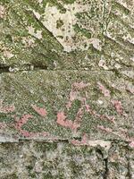 A wall with a green mossy texture and red spots. The wall is old and has a rough surface photo