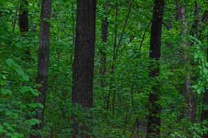 A forest with trees that are green and tall. The trees are in a forest with a lot of green leaves photo