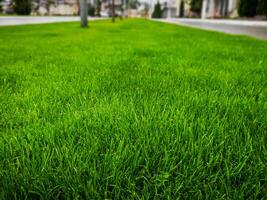 A large, lush green lawn with a tree in the background. The grass is well-maintained and the overall appearance is inviting and peaceful photo